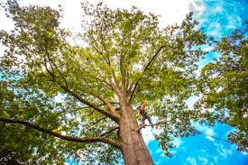 How Our Tree Care Process Works  in  Moxee, WA